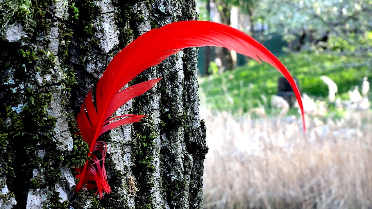 Panasonic Lumix GH4 4k - Footage Spring in contrast