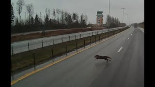 A Quick Fox Ran Across The Highway Near Moss Airport, Rygge, Norway.