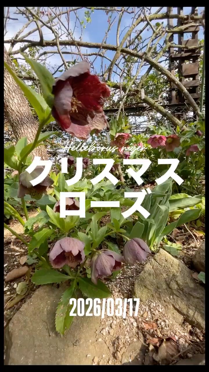 Christmas rose (Helleborus niger) - March 17, 2026. The Christmas