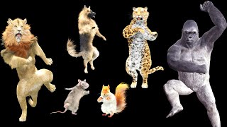 Танцующие Животные - Танцевальная Вечеринка С Животными - Веселая Анимация С Музыкой