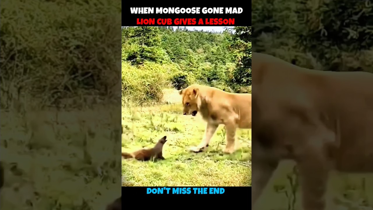 Lion Cub V/S Mongoose 