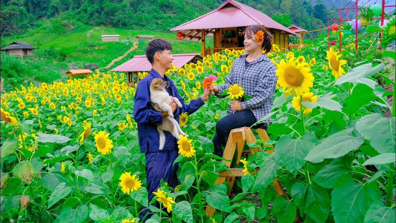 Постройте курятник, сад подсолнечника, семейную ферму, живите с природой