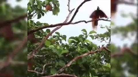 Video lagu bahasa mimika kaugapu Kamoro kakuru_Pius Tayaro