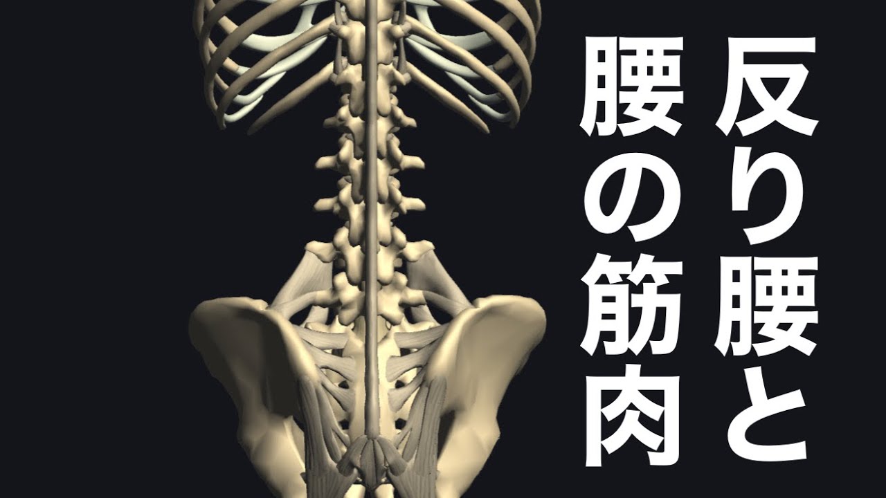 お悩み相談:ヨガで反り腰が改善しない時に注目すべき筋肉を解説してみた