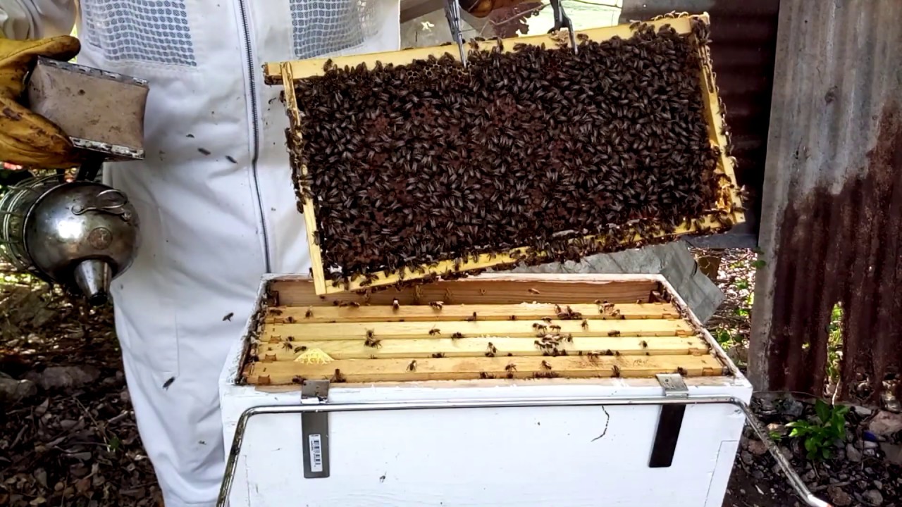 Hobby Beekeeping in Jamaica - inspection preview Hive 1,11,12 