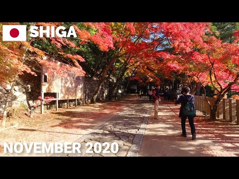 【滋賀】人気紅葉スポット永源寺を歩く2020 綺麗です Autumn Leaves in Shiga Japan, Eigenji Temple