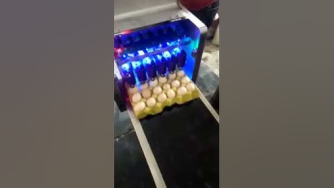 NT 19B Whole tray egg pinter video 008615139112257