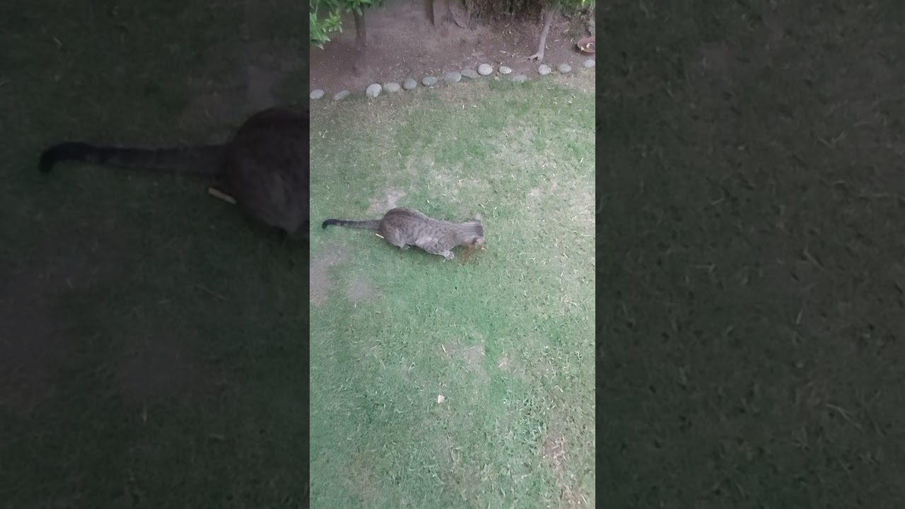 hungry cat Mr Dustin saying meow meow eating g cat food quickly PETS VIDEO 117