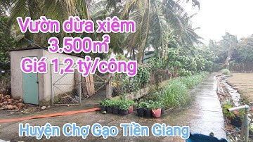 Tập 674🌴Đất vườn dừa xiêm xanh 3.500㎡ giá 1,2tỷ công, Huyện Chợ Gạo Tiền Giang