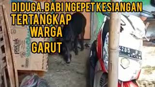 Babi Ngepet Kesiangan Tertangkap Warga