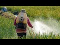 What you need to know about agrochemicals and use of pesticides