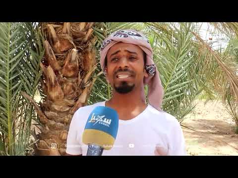 موسم البلح في حضرموت: ارتفاع الأسعار وإقبال محدود