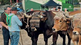 Exhibición del #arrastredebueyes de #lasregueras / El Campo de Asturias