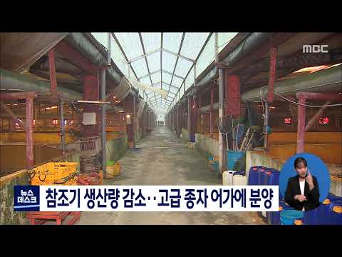 <strong>참조기</strong> 생산량 감소..고급 종자 어가에 분양[목포MBC 뉴스데스크]