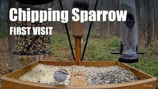 Chipping sparrow - first visit of this species to the platform feeder by Birdchill™ birdwatching cams 22 views 1 year ago 17 seconds