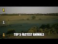 Top 5 Fastest Animals (The Cheetah Isn't #1) #Shorts