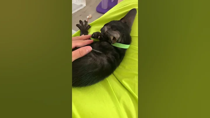 Video 2879941: oriental shorthair kitten, oriental shorthair cat, black oriental shorthair