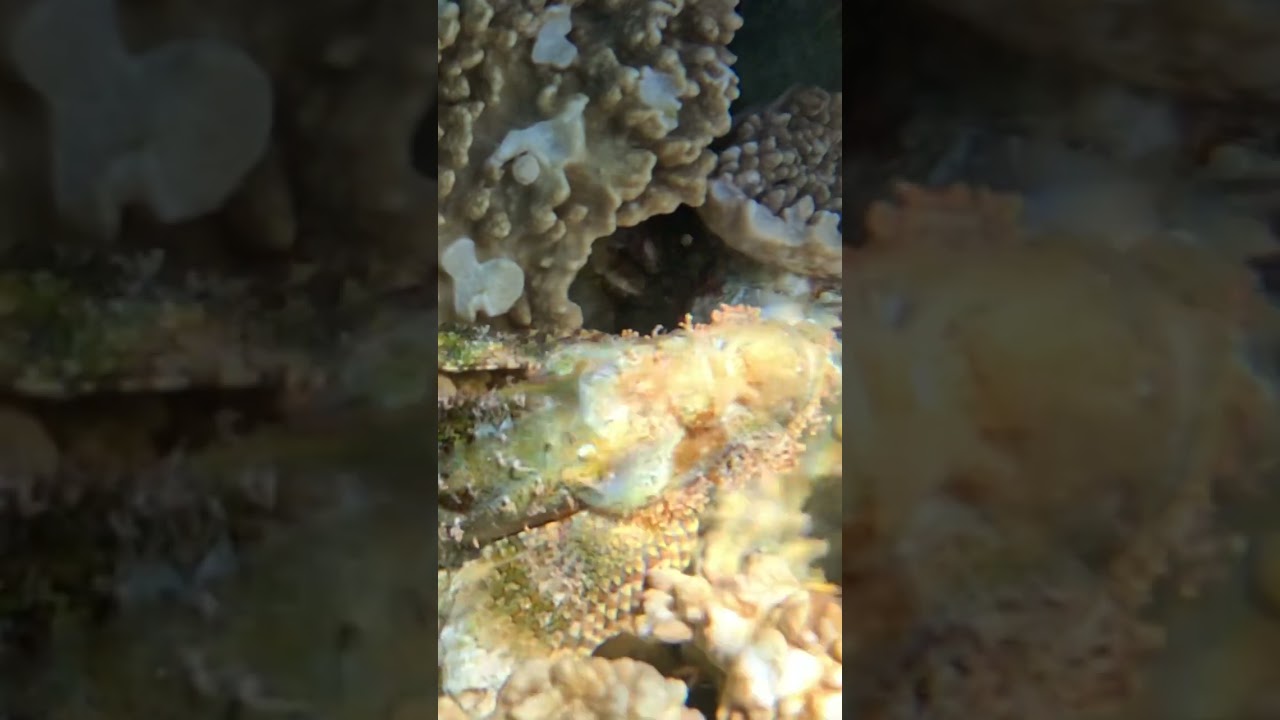 Perfect Camouflage! Scorpionfish Hiding in Plain Sight 🪸🐟👀