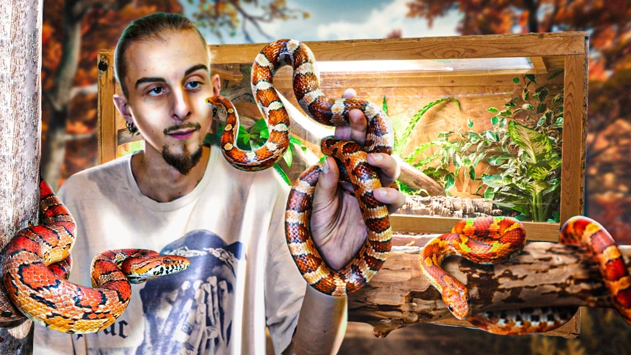 Je réalise un TERRARIUM planter pour mon SERPENT DES BLES ! [ MES BESTIOLES D' ABORD ]