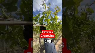Care Flowers Grapevine‼️#grape #grapevine #garden #grapetree #farming