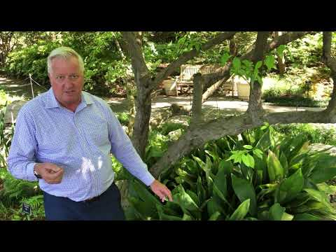 Video: Utendørs stell av støpejernsplanter - Hvordan dyrke støpejernsplanter i hagen