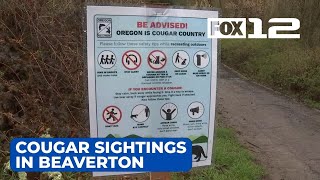 ‘Scary, concerning’: Beaverton cougar sightings put neighbors on edge Neighbors On Edge After Multiple Cougar Sightings