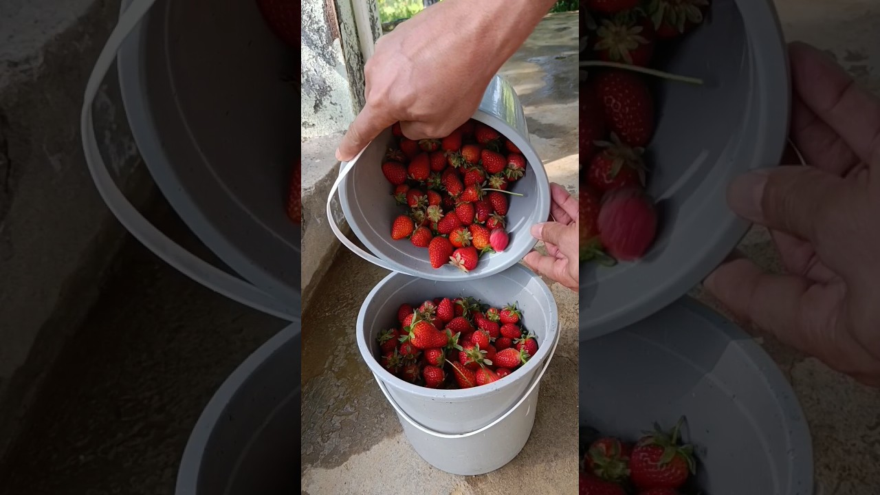 Organik bah&ccedil;e &ccedil;ileği 🍓 organic garden strawberries #shorts #cooking #strawberry #nature #doğal