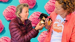 Inside the Dog Gelato Factory 🐶🍦 Teddy’s Sweetest Day Yet! #swellgelato #dogs