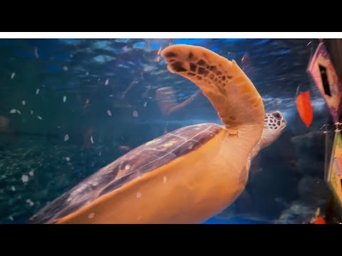 The Grand Aquarium Ocean Park #satisfying #relaxing #hongkong