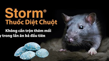 Storm - Thuốc diệt chuột thế hệ mới - Không cần trộn thêm mồi - Diệt chuột ngay trong lần ăn bả đ...