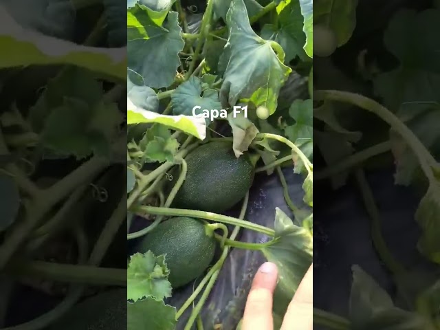 Диня Сара F1 🍈 Innova Seeds 🇺🇸