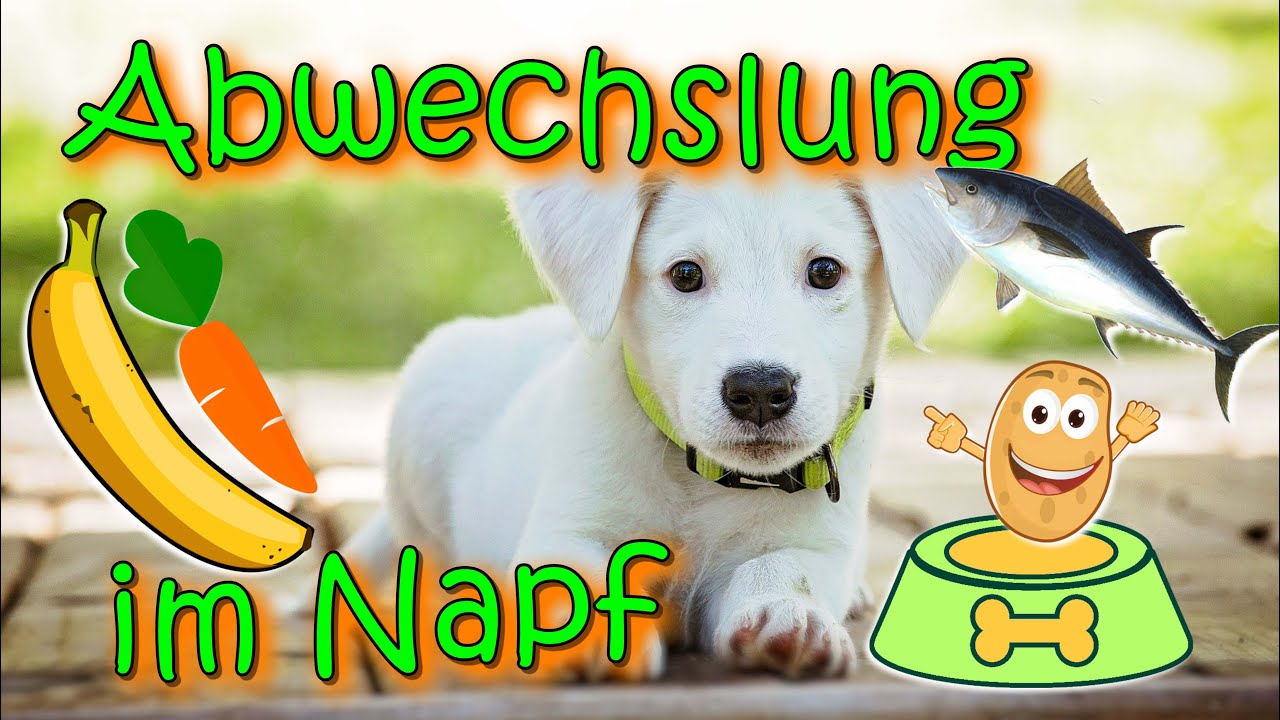 Abwechslung im Hunde Futternapf - einfach und ohne Aufwand /  Hundefutter / Nature Trails