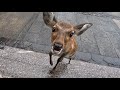 雨の奈良公園と鹿さん(前編)