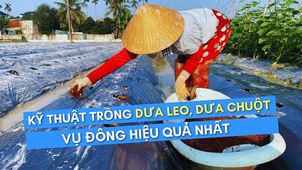 Kỹ thuật trồng DƯA LEO, DƯA CHUỘT vụ đông cho năng xuất cao nhất.