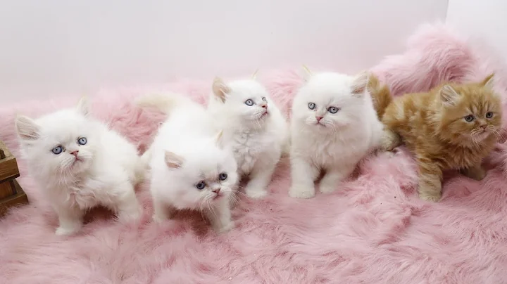 Watch the video about Check out these five cute Persian kittens eating chicken 😋