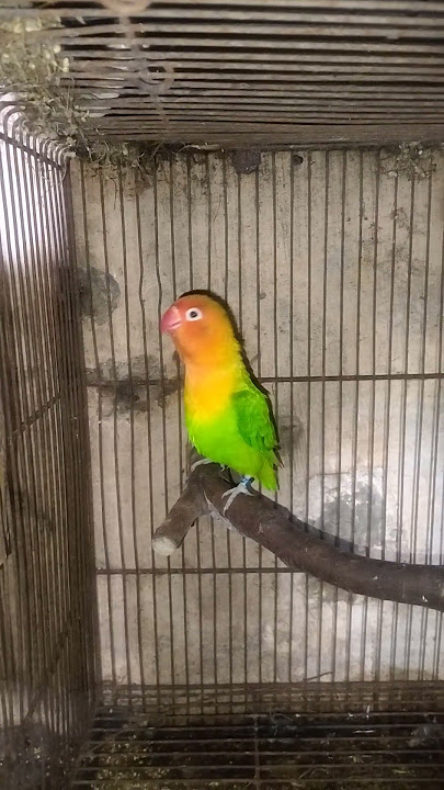 The Green #birds #birdsavairy #lovebirds #parrot #africanlovebirds #animals #pets #birdlovers
