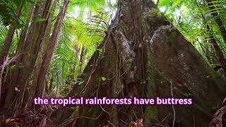 3: Amazing  Adaptations of Tropical Rainforests