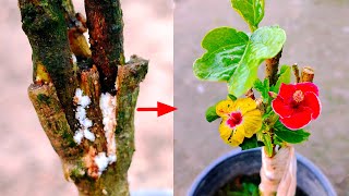 গোপন Tips - ১ টি গাছে জবা ফুটবে আলাদা আলাদা  দেখুন | Multiple Grafting In Hibiscus Plant 🌺🌺