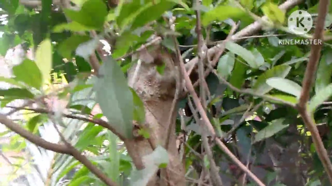 SABEDA  GACH.how to GROW SAFOLA tree.growing SAFOLA FRUIT .SABEDA GACH