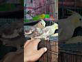 Cocktail parrot progress #birds #cocktail #cocktailparrot