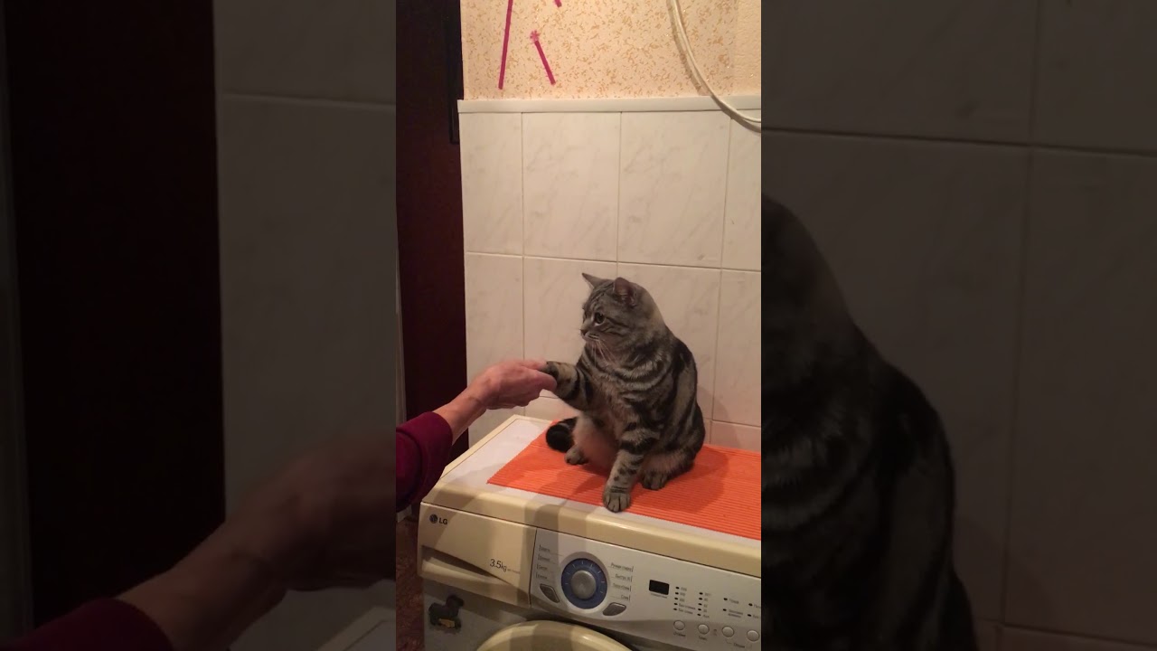Дрессированный кот) - YouTube
