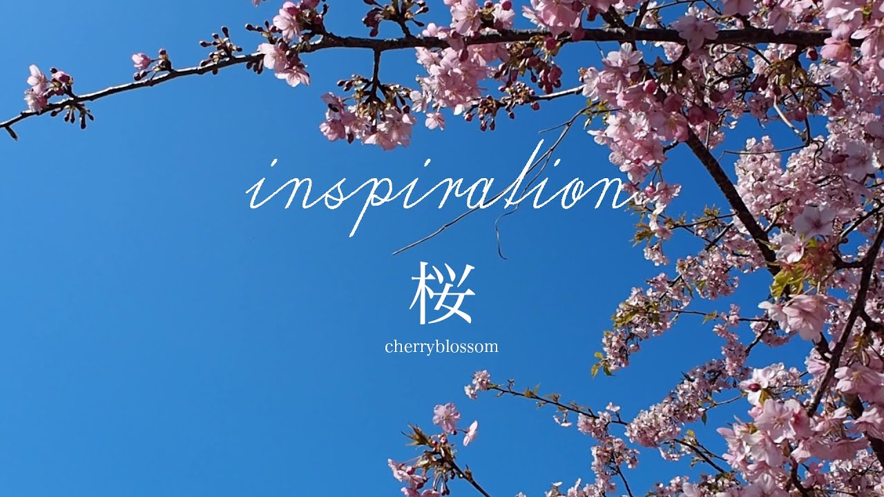 桜散る・・・。 – comb de shio