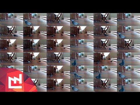 Deep learning anti-pigeon watering system