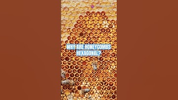 Why Are Honeycomb Cells Perfectly Hexagonal? 🐝🔶 #shorts #shortvideo
