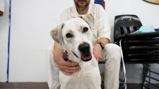 Austin Animal Services’ Enduring Service