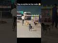 Dog ne aaj bite kar liya mujhe 😱 #dangerous #dogshorts #doglife #dogclothes #animals #youtubeshorts
