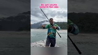 Big Size Den Mahseer Fish Miss