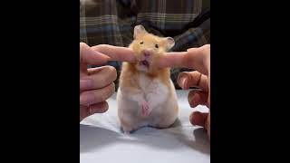 #Cute pet debut plan #Cute to the point of exploding #Kuoai exploded #Golden bear hamster