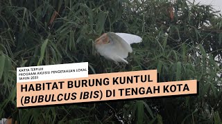 Habitat Burung Kuntul (Bubulcus Ibis) di Tengah Kota