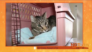 ND Today: Adopt A Pet - Mr. T